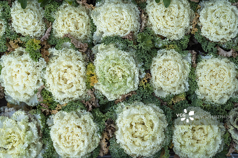 观赏花菜特写图片素材