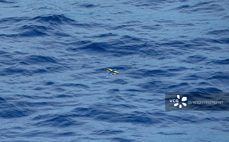 望加锡海峡的飞鱼图片素材