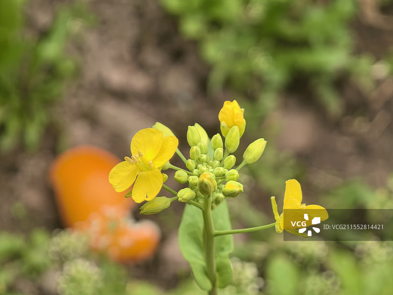 油菜图片素材