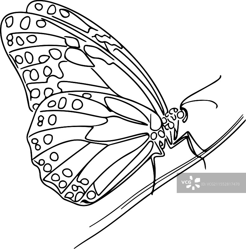 优雅的线条艺术蝴蝶图画图片素材