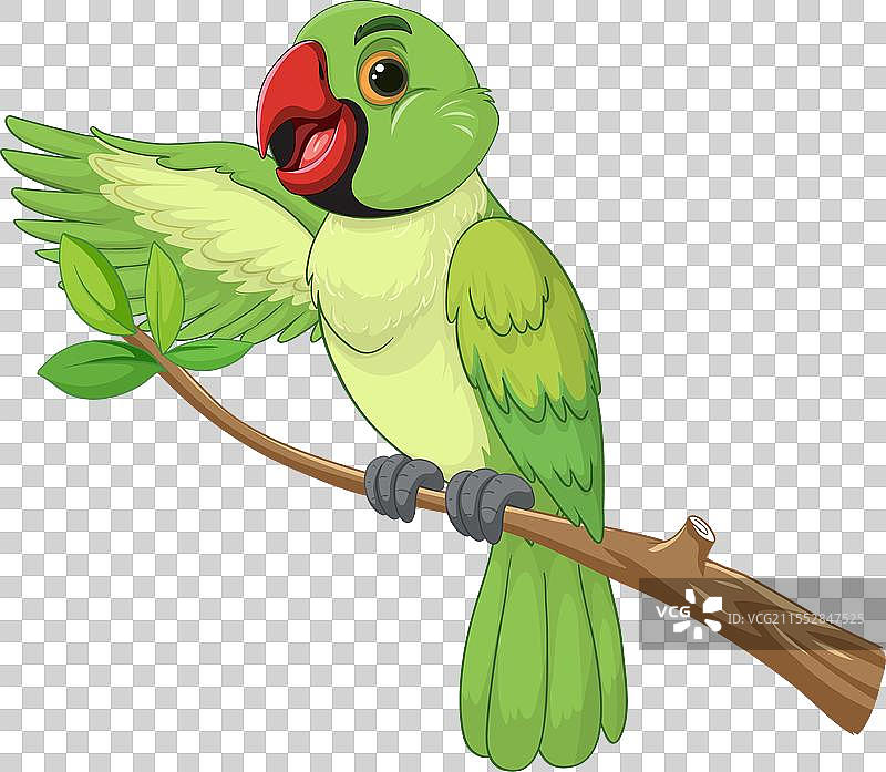 一只绿色鹦鹉栖息在树枝上图片素材