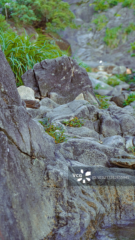 海南陵水吊罗山国家森林公园岩石上生长的苔藓的特写镜头图片素材