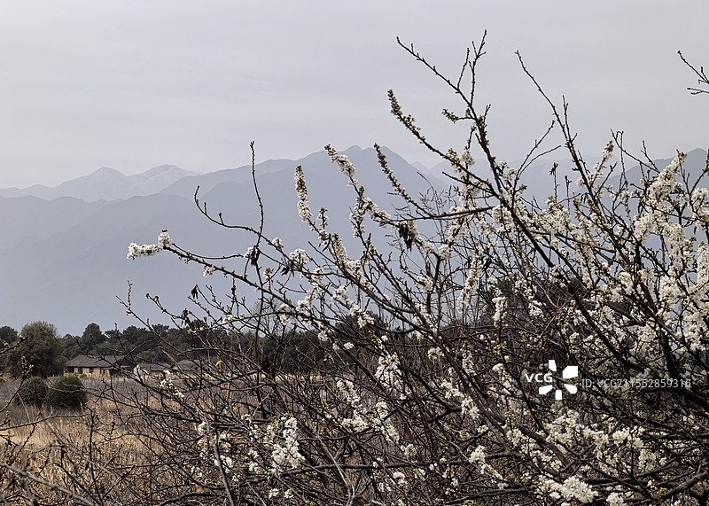 春花烂漫李花。拍摄于广西贺州富川瑶族自治县葛坡镇。图片素材