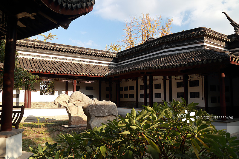 镇江焦山碑林冬季风景（银杏）图片素材