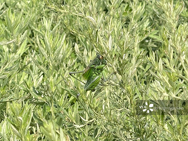 蝈蝈 找茬图片素材