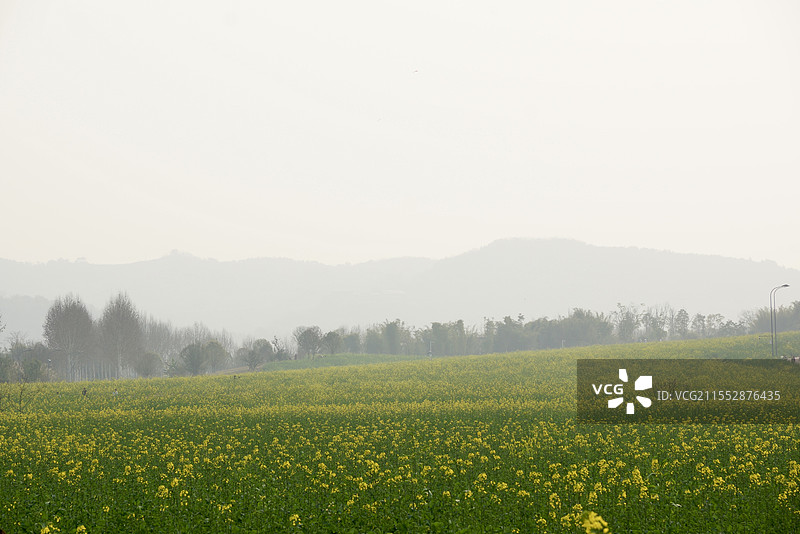 重庆广阳岛油菜花图片素材