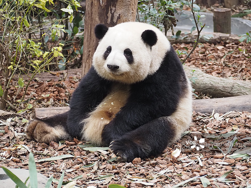 大熊猫花花图片素材