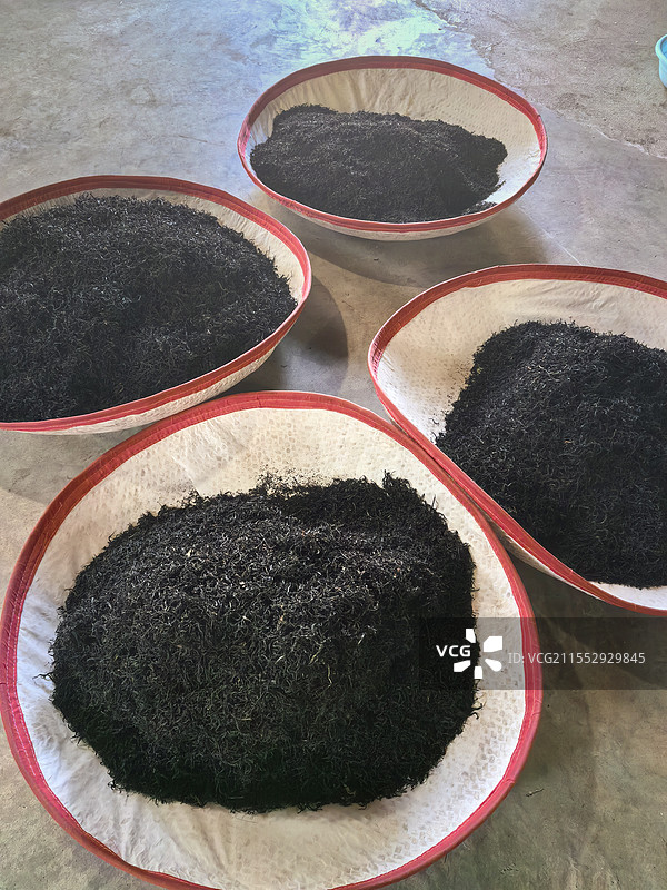 茶叶发酵（榕）图片素材