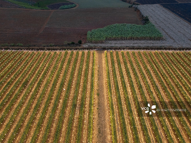 广东湛江火龙果种植基地傍晚亮灯图片素材