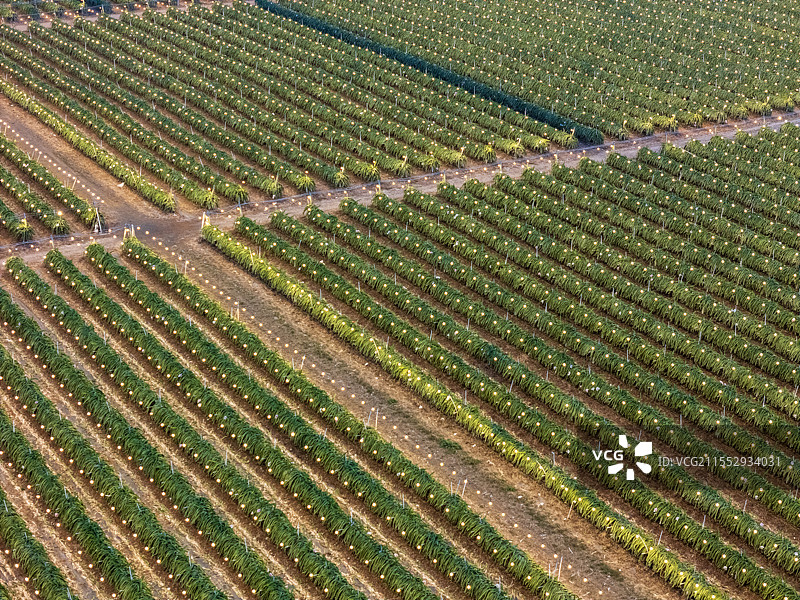 广东湛江火龙果种植基地傍晚亮灯图片素材