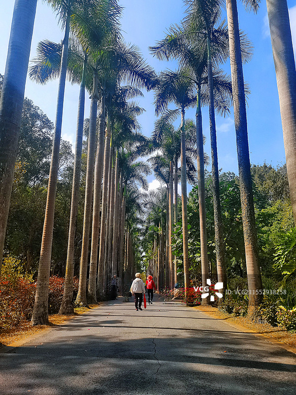 华南植物园大王椰图片素材