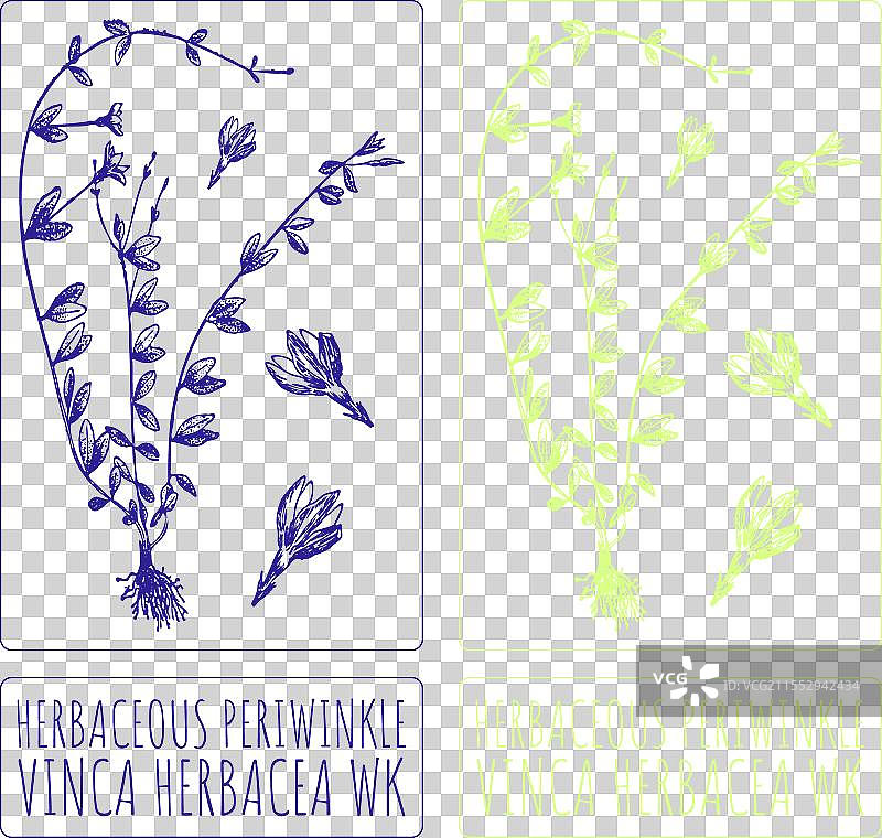 手绘草本长春花图片素材