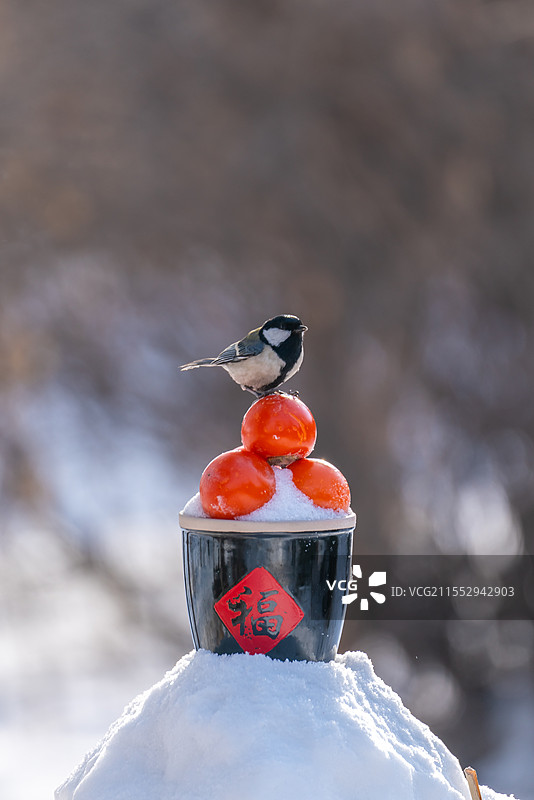雪地柿子大山雀 瑞雪兆丰年图片素材
