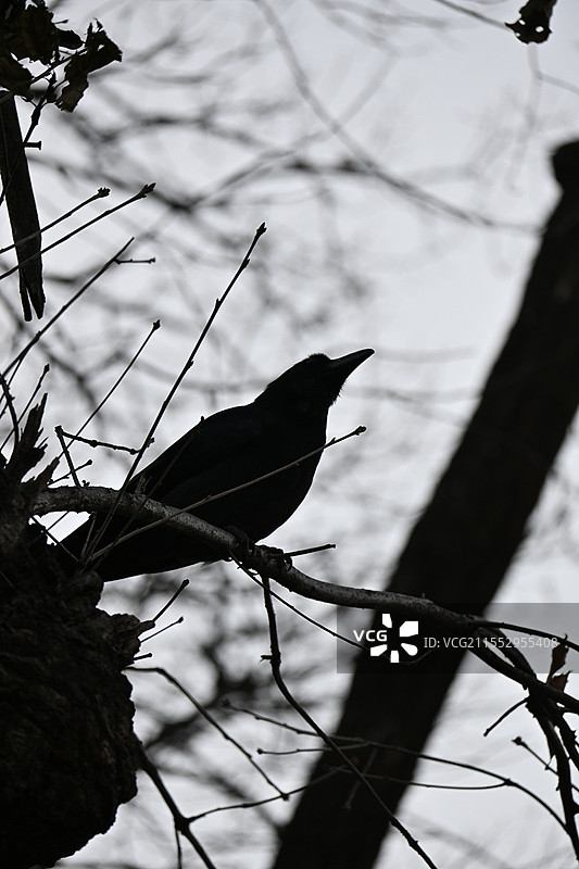 古树噪寒鸦图片素材