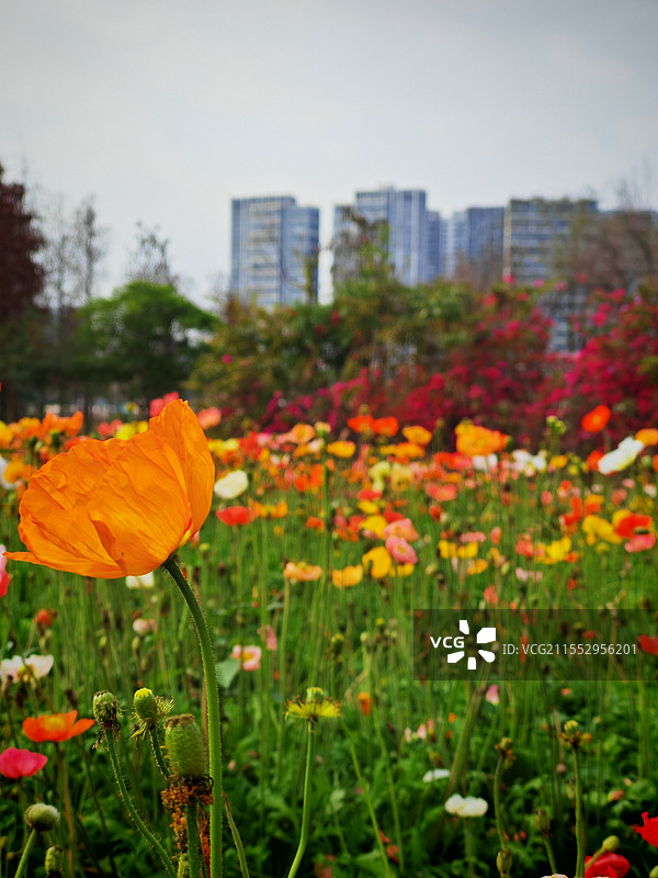 广东佛山滨江湿地公园虞美人花海图片素材