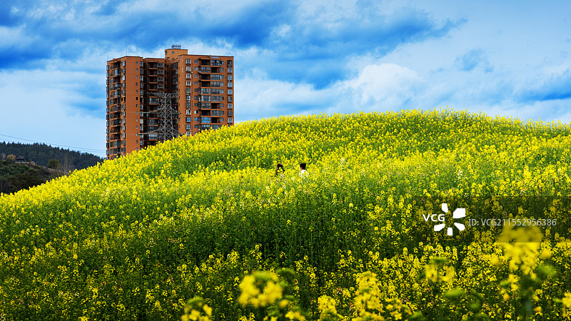 花田喜事  开江县三里田园的油菜花将金黄播撒在春天里，城在花海里，花在城中间，游人如织在画中。图片素材