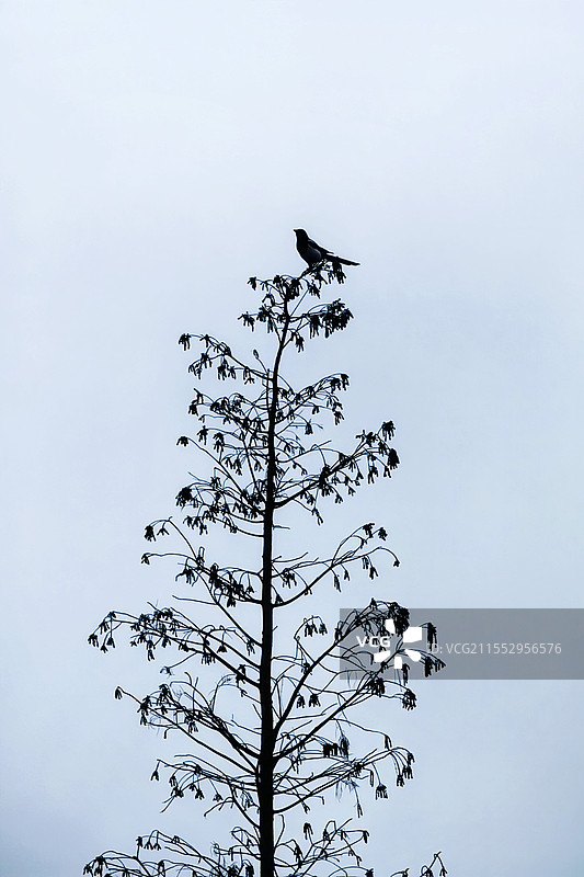 孤独的喜鹊图片素材