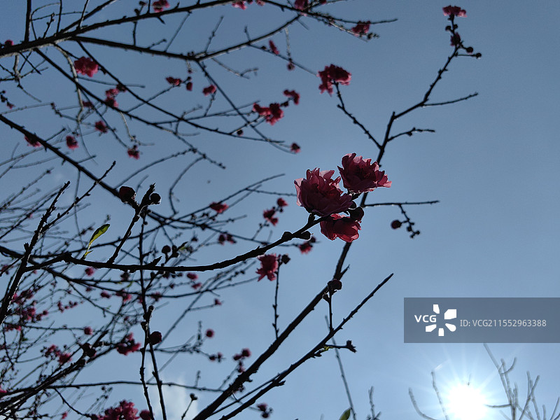 桃树桃花开图片素材