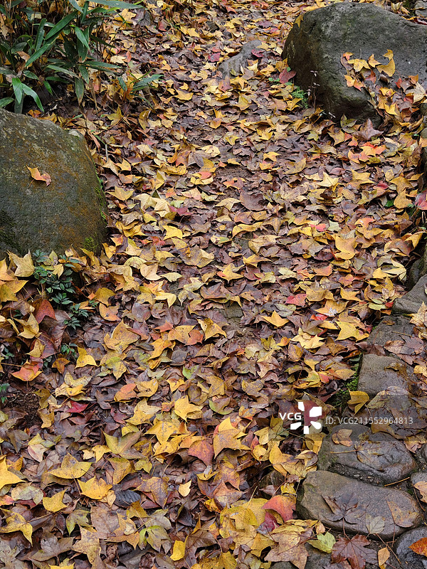 秋天铺满落叶的山路图片素材