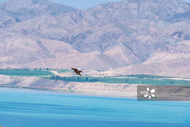 空中飞翔的老鹰图片素材