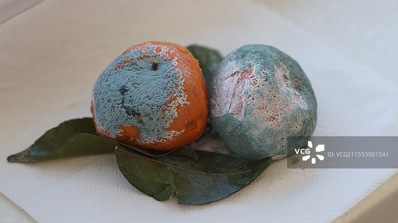 橘类上的青霉素图片素材