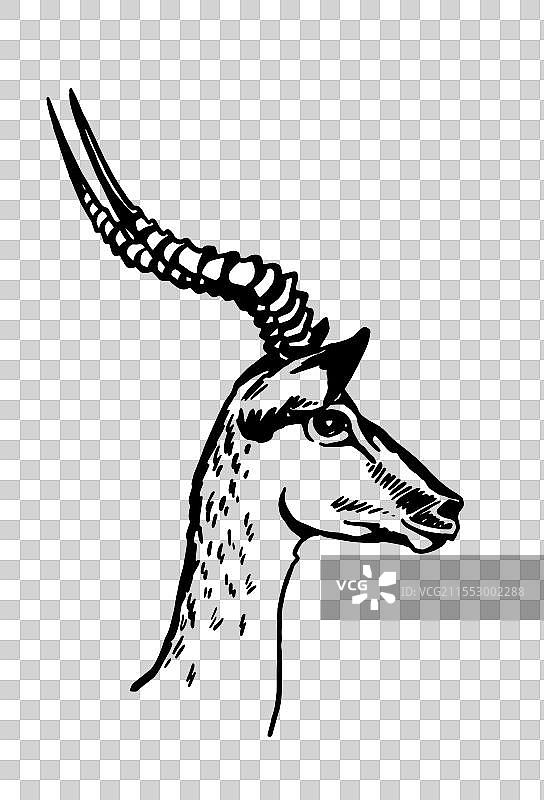 白色背景上的羚羊图形肖像图片素材