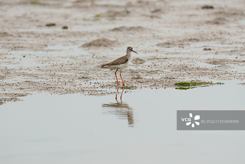 红脚鹬 赤足鹬 红脚鹤鹬 中型鸻鹬 自然观察 观鸟 生景照 三有保护动物 阳西散头咀 候鸟 水鸟图片素材