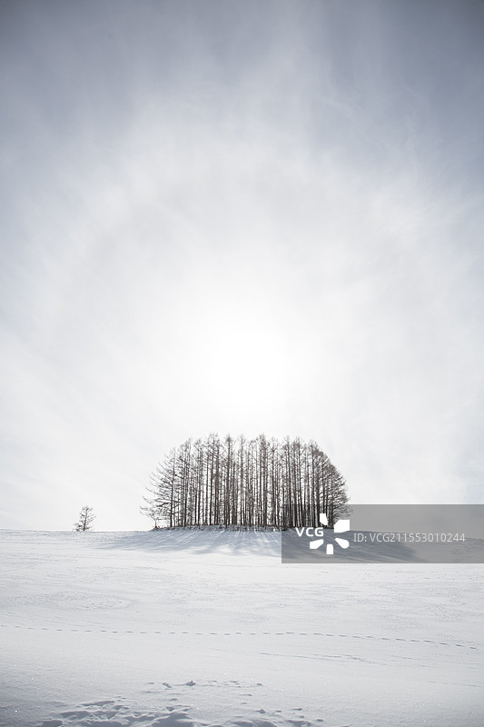北海道七星之木，网红树图片素材