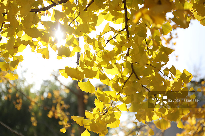 逆光 银杏叶 金黄 秋天图片素材
