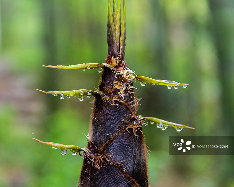 雨后春笋图片素材