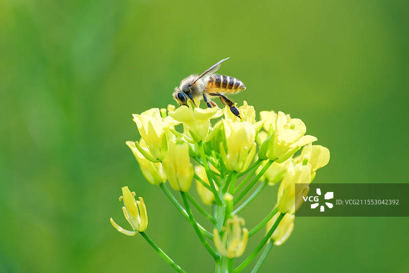 春天，蜜蜂在油菜花上授粉采蜜图片素材