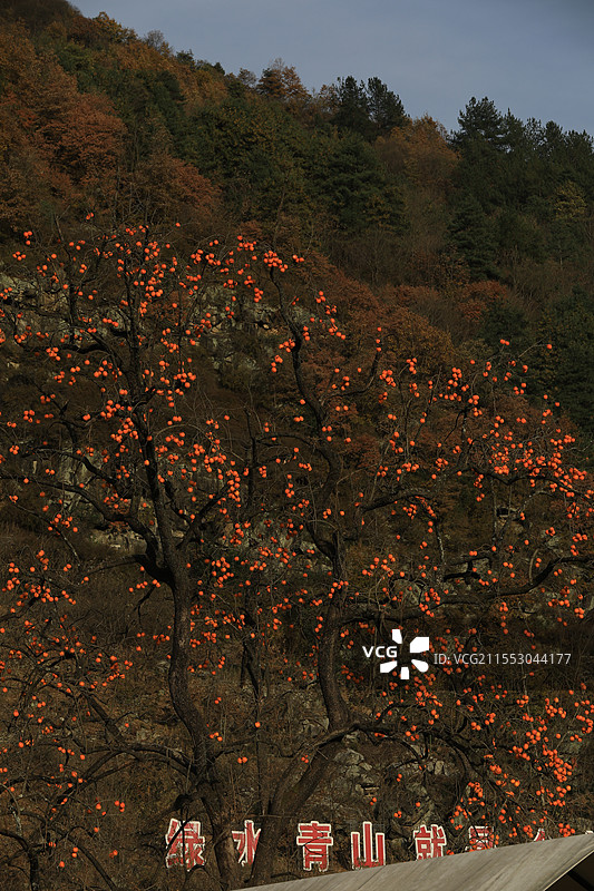 柿子树图片素材