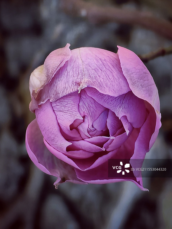 月季花开-110图片素材