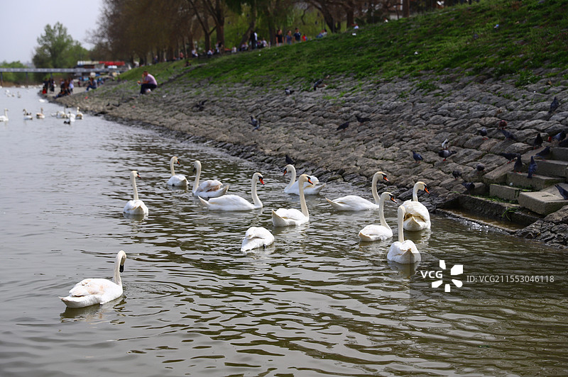 多瑙河泽蒙小镇天鹅图片素材