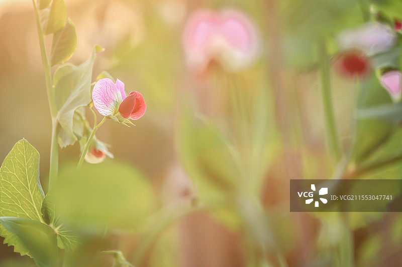 有机蔬菜园，开花的荷兰豆图片素材