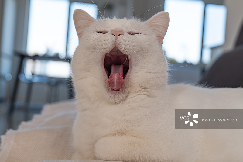 沙发上打瞌睡的可爱丑萌的白猫图片素材