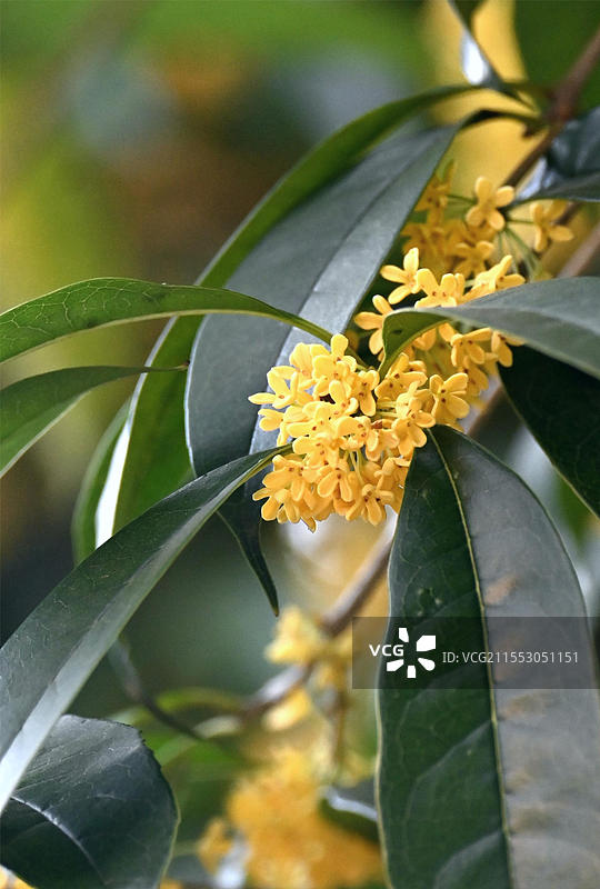 桂林桂花图片素材