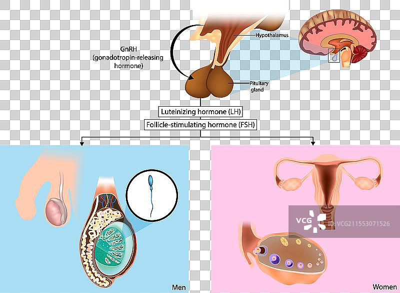促性腺激素的生产，包括促卵泡激素（FSH）和黄体生成素（LH）。图片素材