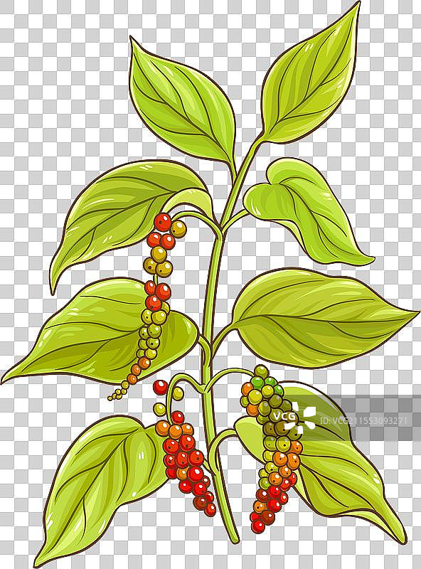 黑胡椒枝条，色彩丰富，细致入微图片素材