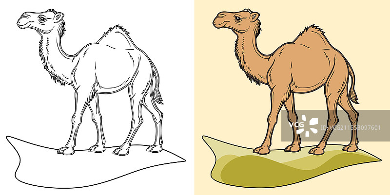 骆驼动物图片素材