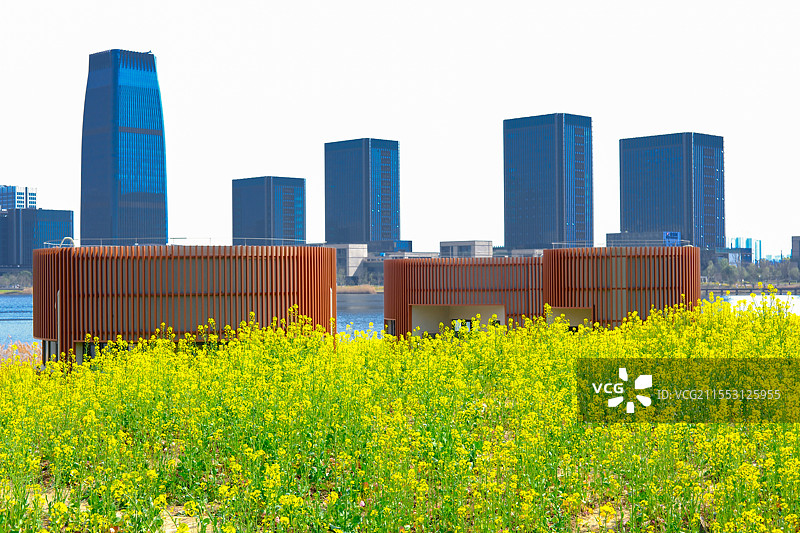 杭州东沙湖公园油菜花海图片素材