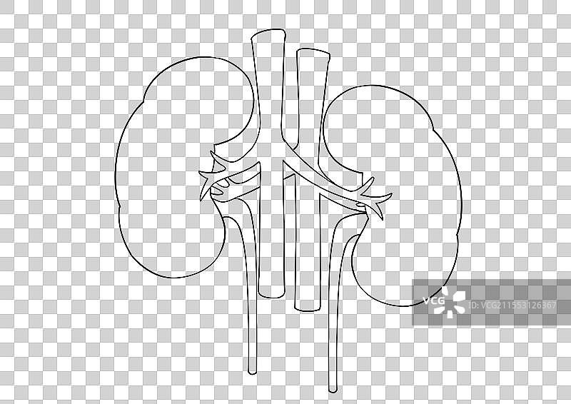肾脏线稿元素图片素材