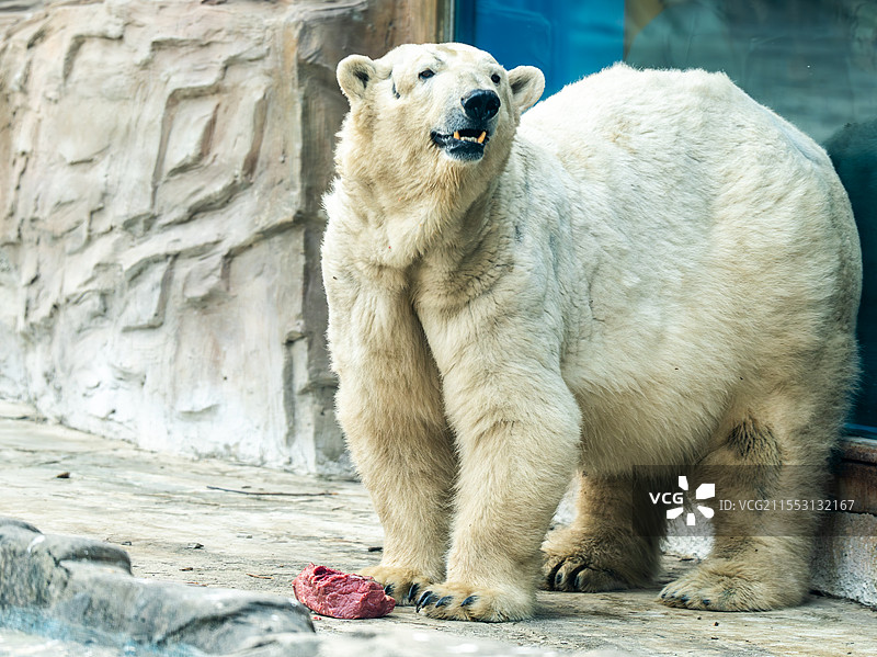 北京动物园北极熊图片素材