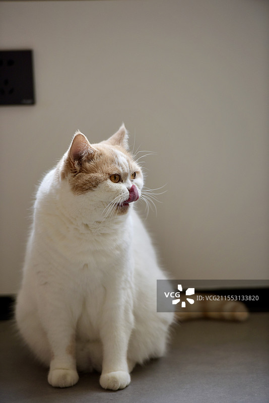 小馋猫图片素材