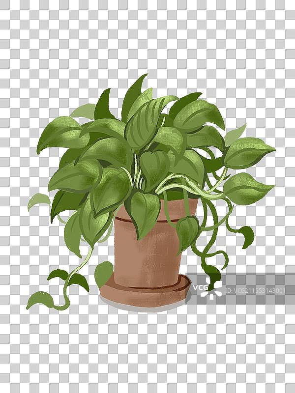 植物绿萝图片素材