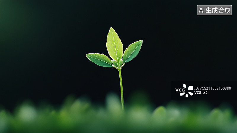 【AI数字艺术】黑色背景花盆绿色植物图片素材