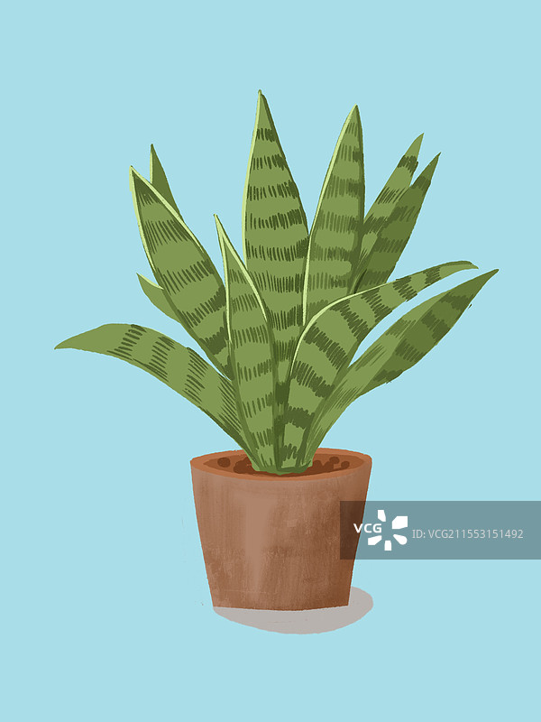 植物虎皮兰图片素材