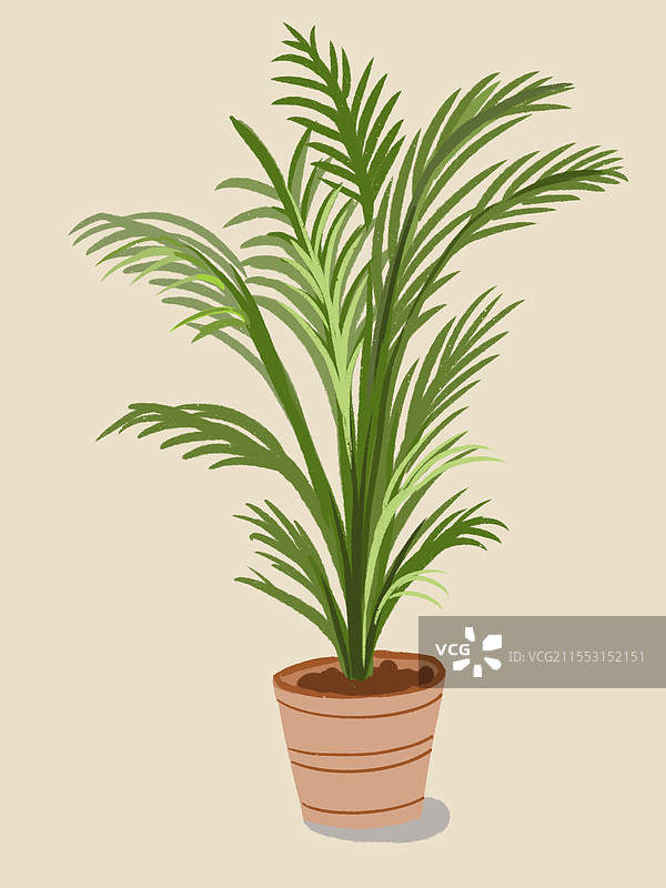 植物散尾葵图片素材