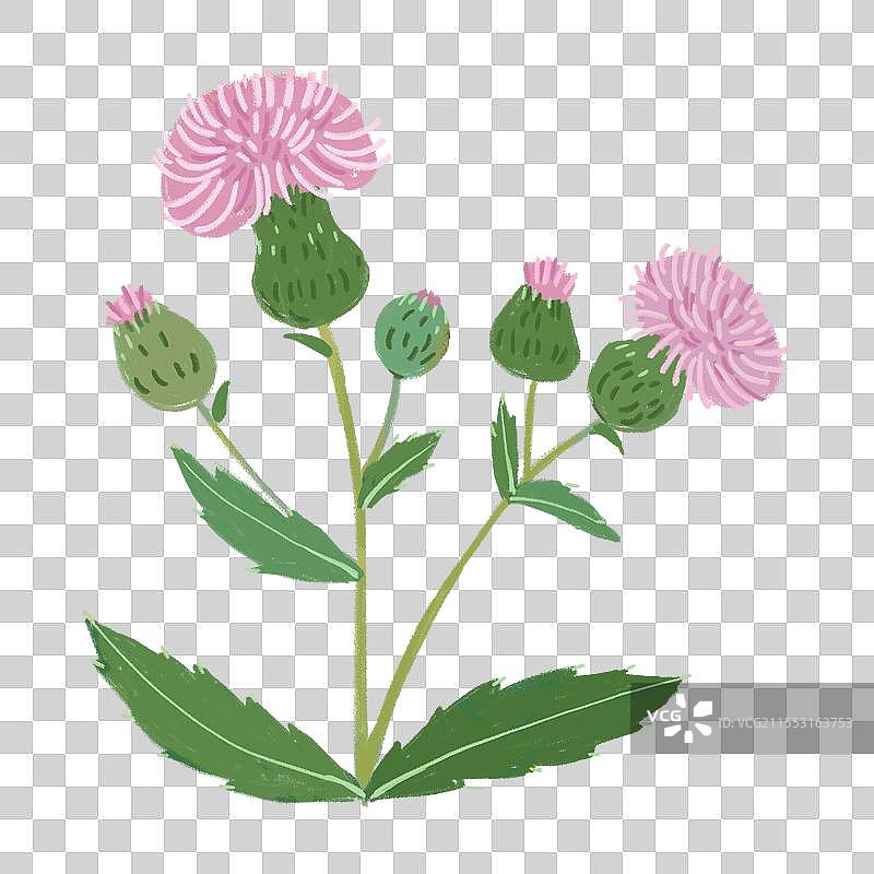 野草刺儿菜图片素材