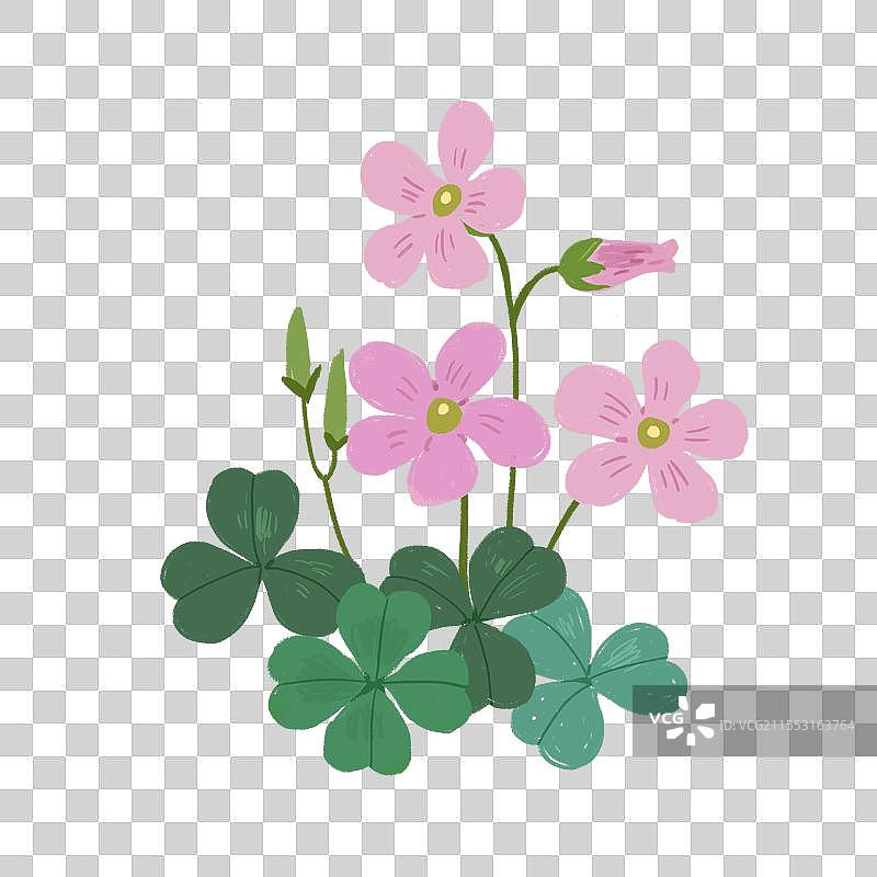红花酢浆草四叶草图片素材
